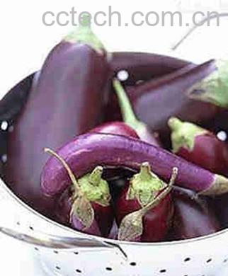 果蔬百科茄子-0