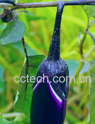 果蔬百科茄子-0