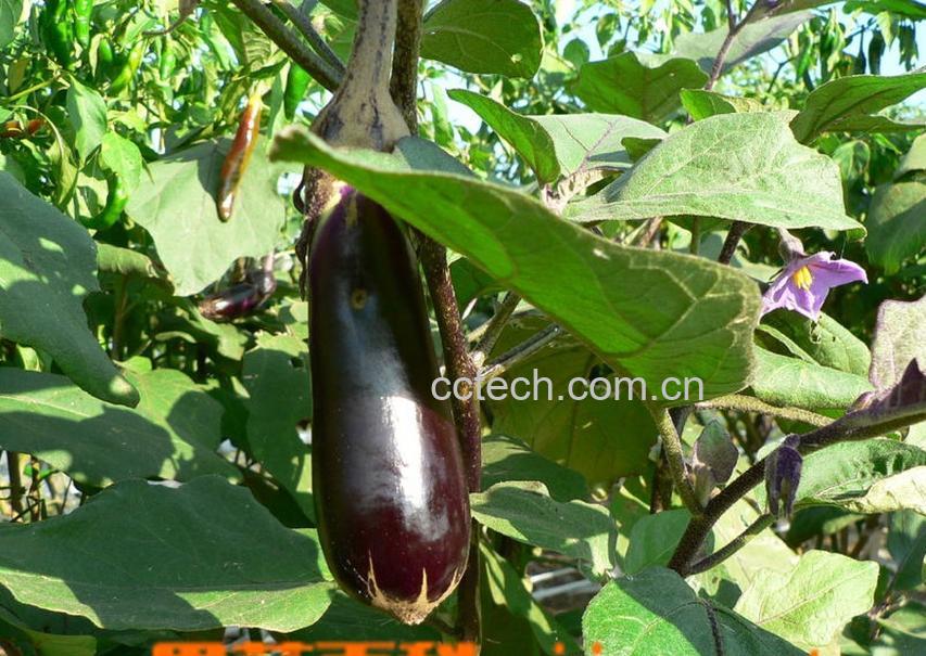 果蔬百科茄子-0