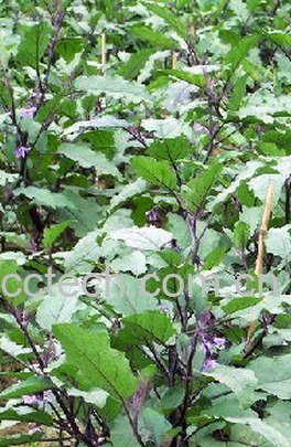 果蔬百科茄子-0