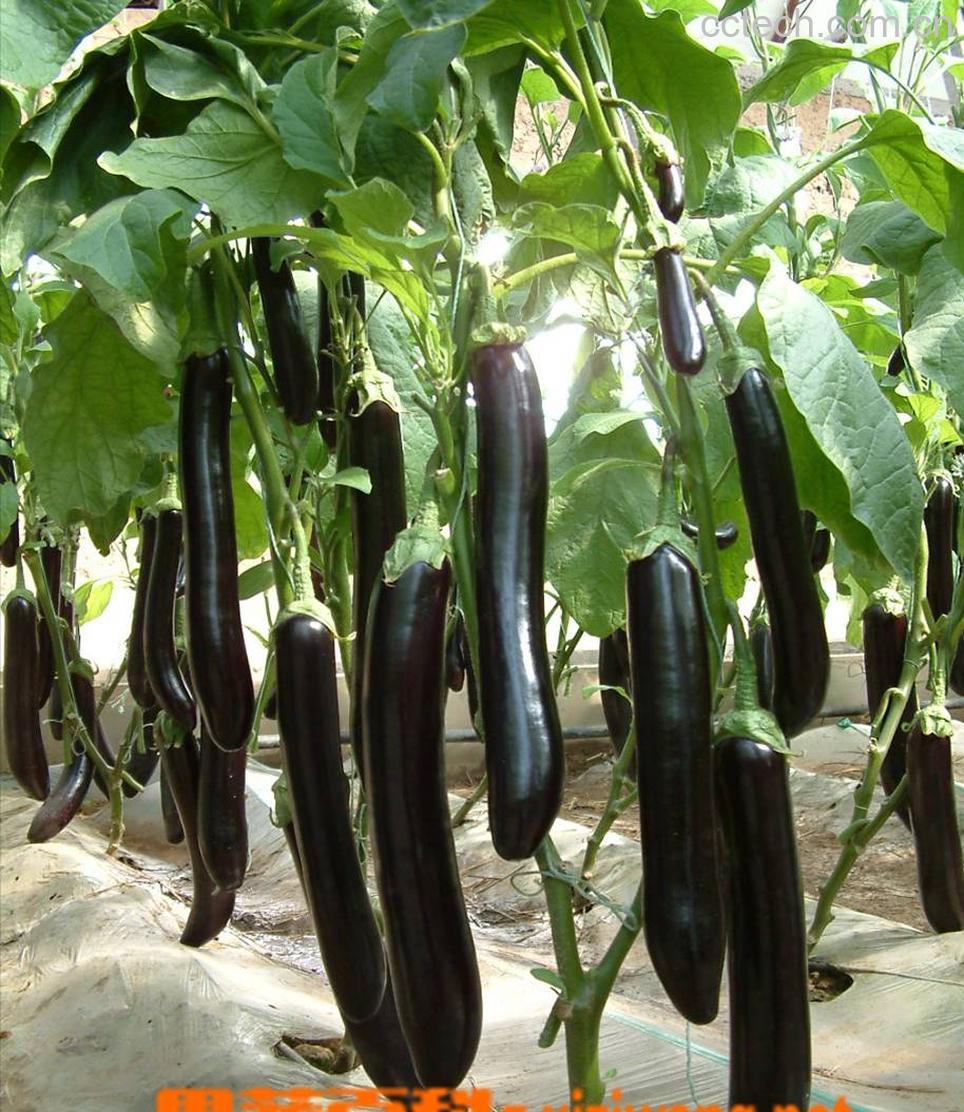 果蔬百科茄子-0