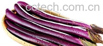 果蔬百科茄子-0