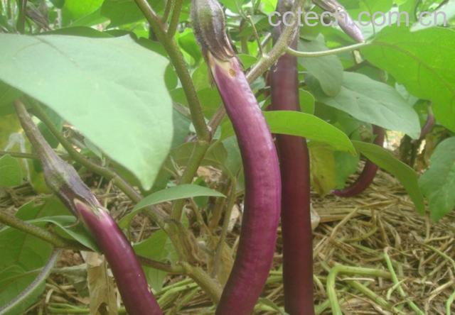 果蔬百科茄子-0