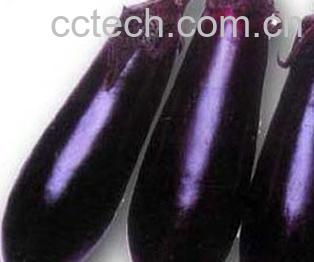 果蔬百科茄子-0