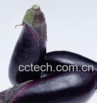 果蔬百科茄子-0