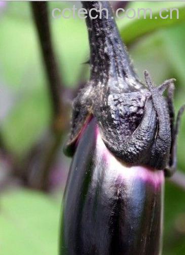 果蔬百科茄子-0