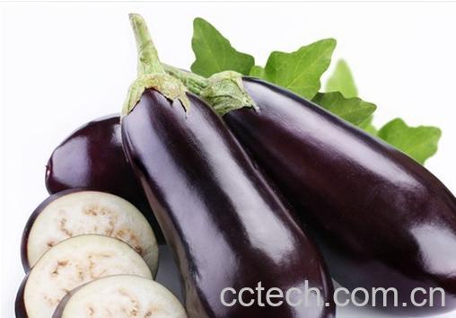 果蔬百科茄子-0