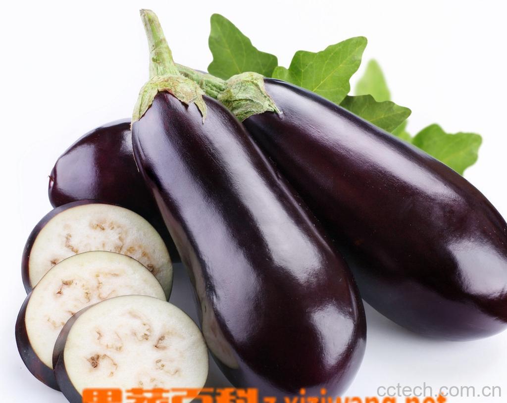 果蔬百科茄子-0