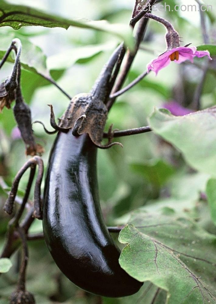 果蔬百科茄子-0