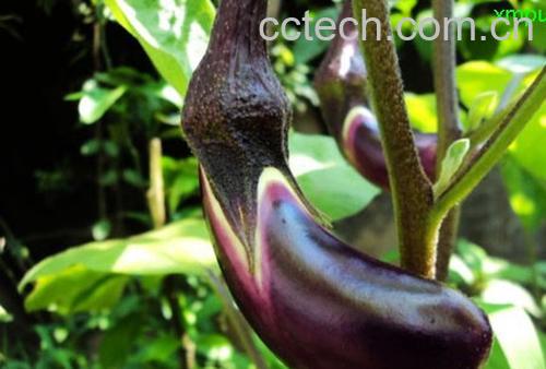 果蔬百科茄子-0