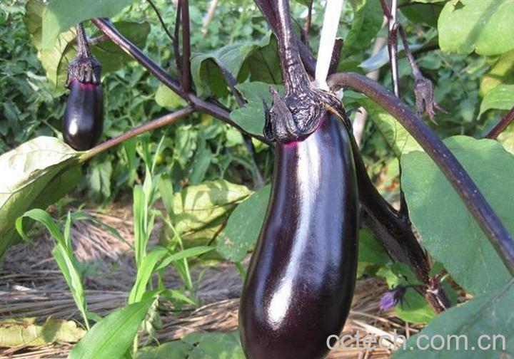 果蔬百科茄子-0