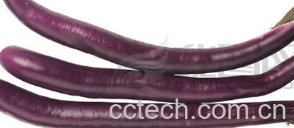 果蔬百科茄子-0