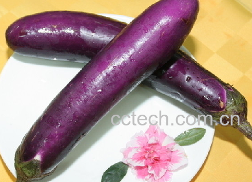 果蔬百科茄子-0