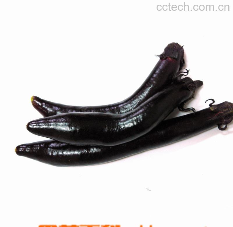 果蔬百科茄子-0