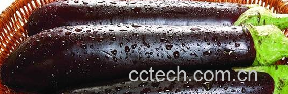 果蔬百科茄子-0