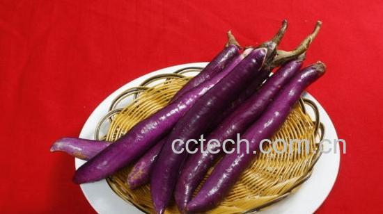 果蔬百科茄子-0