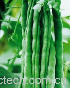 果蔬百科架豆-0
