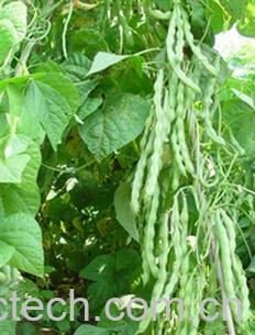 果蔬百科豇豆-0