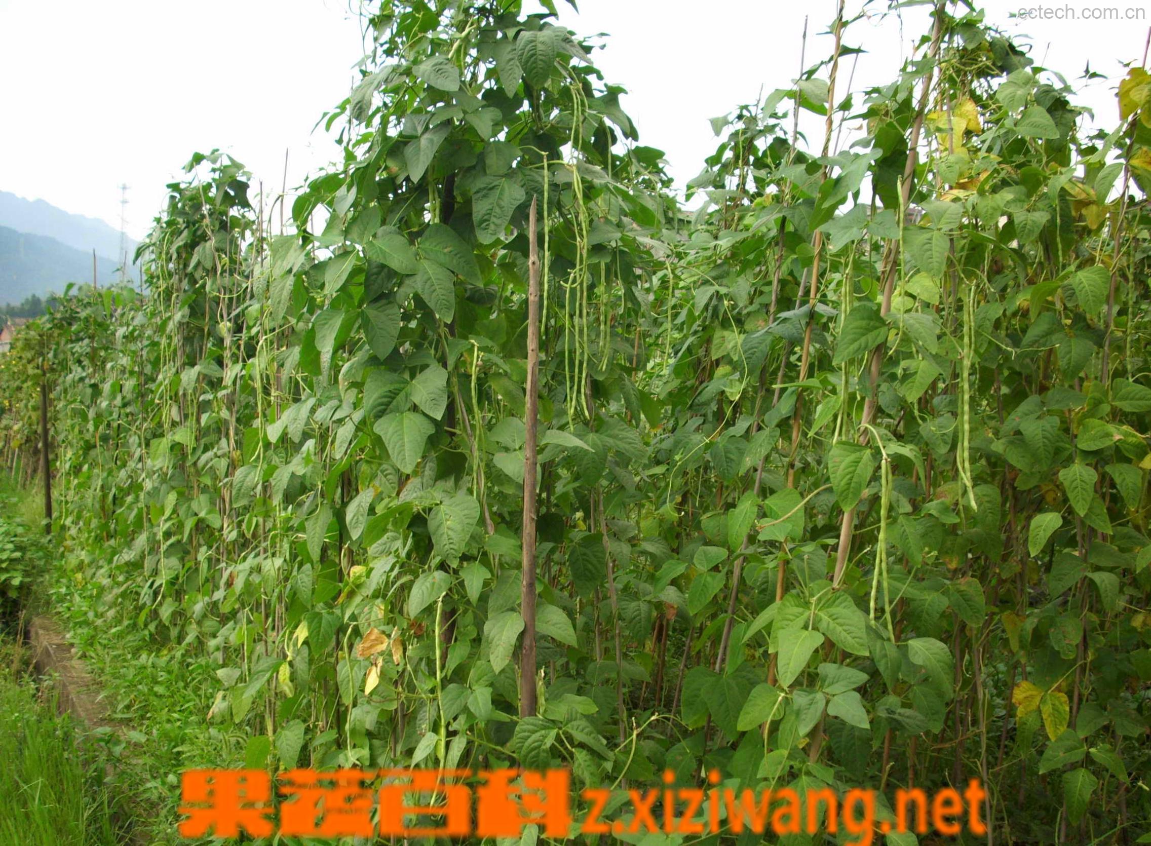 果蔬百科豇豆-0