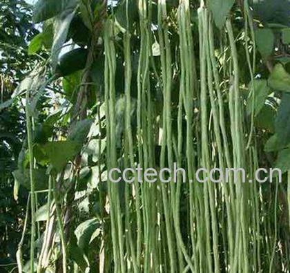 果蔬百科豇豆-0