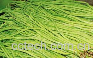 果蔬百科豇豆-0