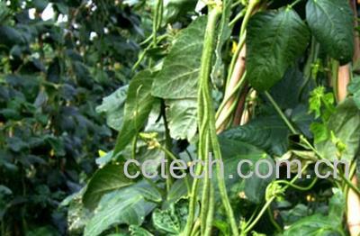 果蔬百科豇豆-0