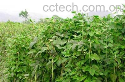 果蔬百科豇豆-0