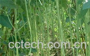 果蔬百科豇豆功用-0