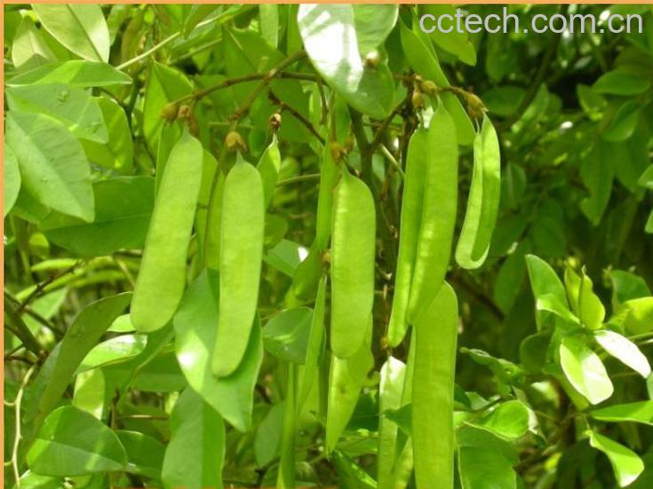 果蔬百科豇豆-0