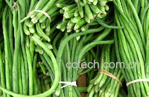 果蔬百科豇豆-0
