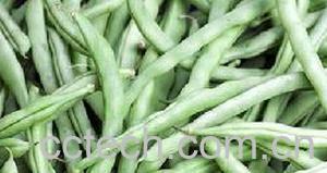 果蔬百科豇豆-0