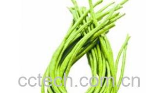 果蔬百科豇豆-0