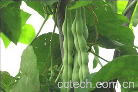 果蔬百科豇豆-0