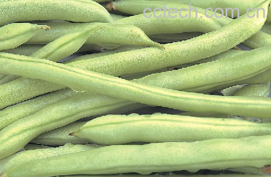 果蔬百科酸豇豆-0