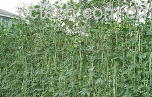 果蔬百科豇豆-0