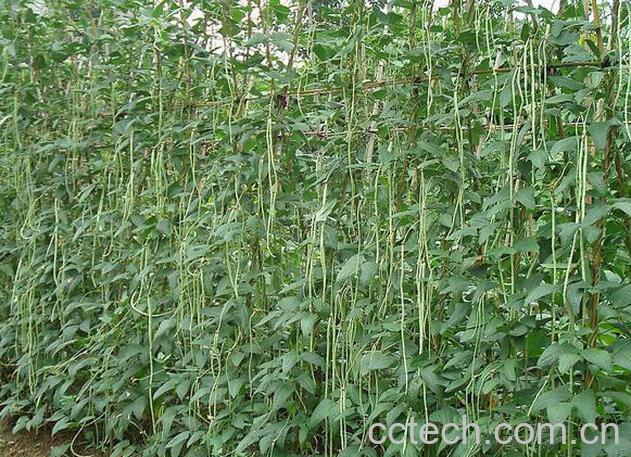 果蔬百科豇豆角-0