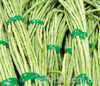 果蔬百科豇豆-0