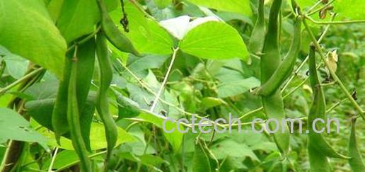 果蔬百科芸豆-0