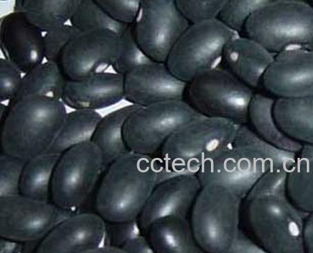 果蔬百科黑芸豆-0