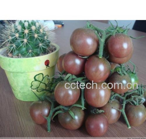 果蔬百科樱桃番茄-0