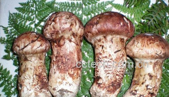 果蔬百科鲜松茸怎么清洗-0