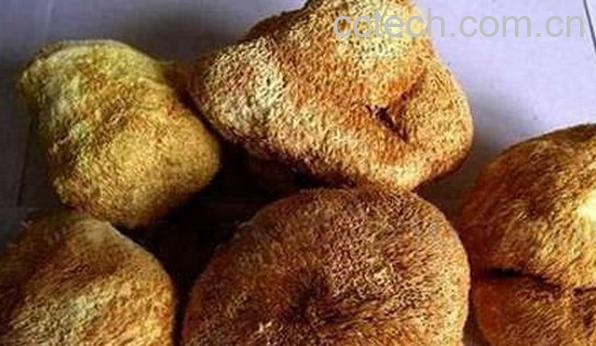 果蔬百科鲜猴头菇怎么保存-0