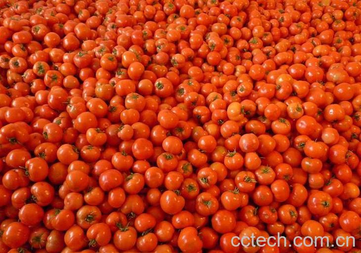 果蔬百科番茄-0