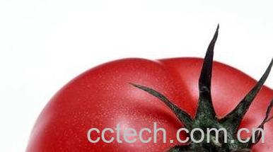 果蔬百科番茄-0