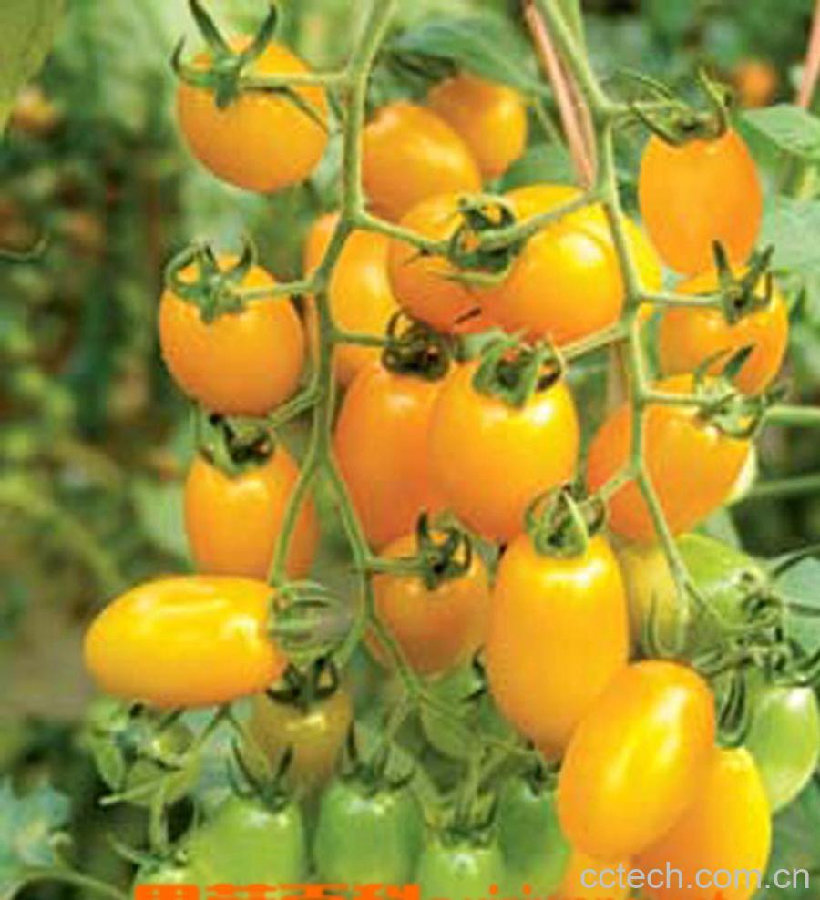 果蔬百科番茄-0