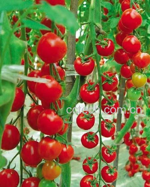 果蔬百科番茄-0