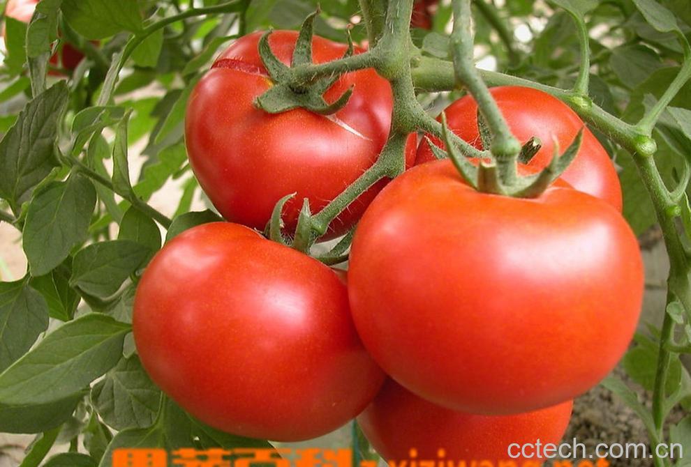 果蔬百科番茄红素-0