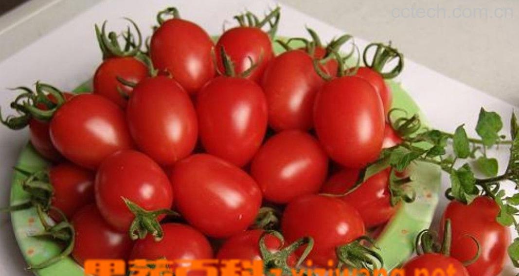 果蔬百科番茄红素-0