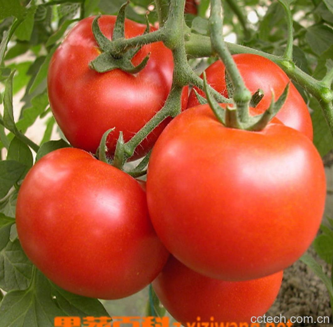 果蔬百科番茄-0