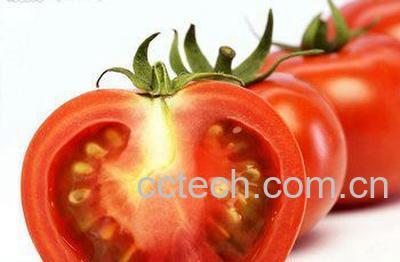 果蔬百科番茄-0